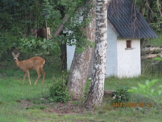 Chalet Tenneville Buitenaudio-opname 10
