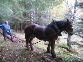 Chalet Tenneville Environnement 34