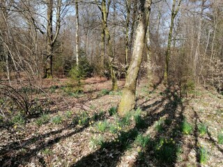 Chalet Robelmont Environment 31