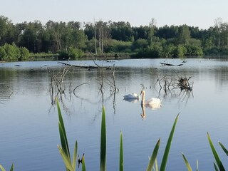 Chalet Robelmont Environment 29