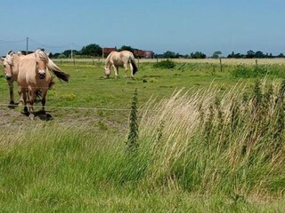 Appartement Bredene Environnement 32