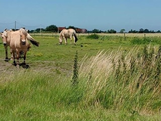 Appartement Bredene Omgeving 28
