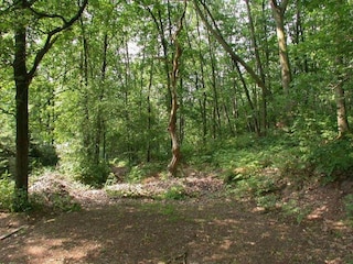 Chalet Maaseik Omgeving 17