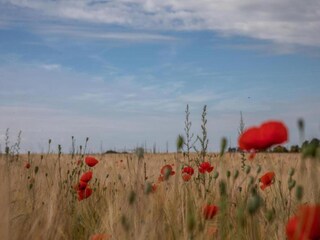 Hausboot Maredret Umgebung 24