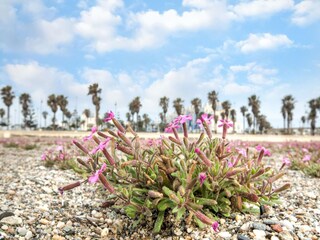 Appartement Roquetas de Mar  37