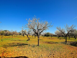 Casa per le vacanze Binissalem Ambiente 36