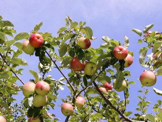 Vakantieappartement Ramsau im Zillertal Buitenaudio-opname 6