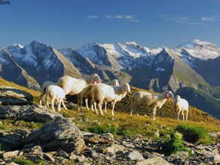 Appartamento per vacanze Ramsau im Zillertal Ambiente 31