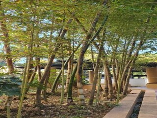 Appartement Elviria Environnement 37