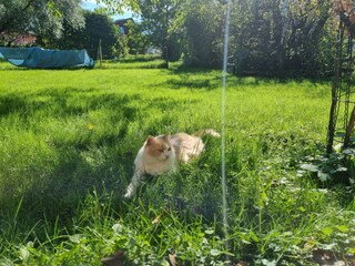 Appartamento per vacanze Übersee Registrazione all'aperto 7