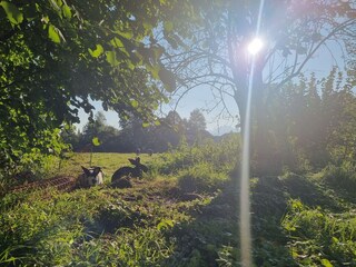 Appartamento per vacanze Übersee Registrazione all'aperto 5