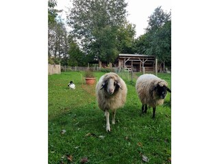 Vakantieappartement Übersee Buitenaudio-opname 8