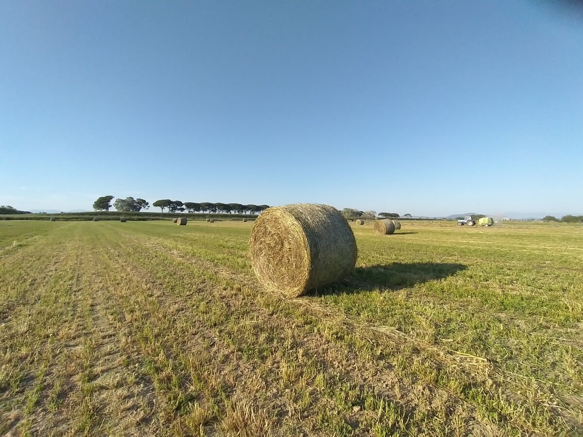 Heuballen auf unseren Feldern