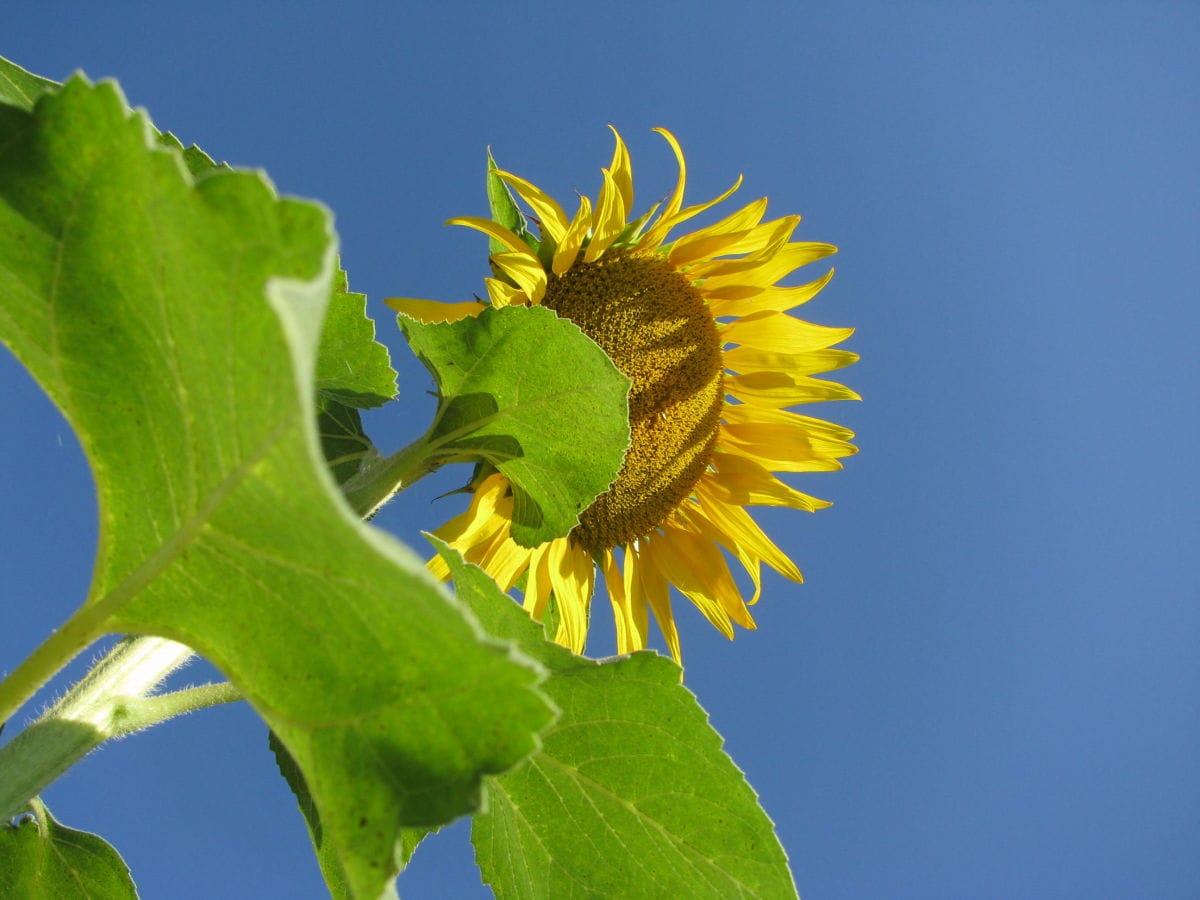 Sonnenblumen