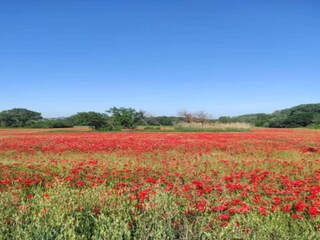 Vakantiehuis Orange (Vaucluse) Omgeving 32