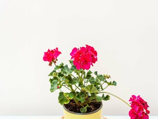 Apartment San Lorenzo (Sizilien)  37