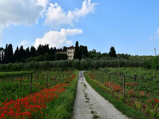 Villa San Donato in Collina Grabación al aire libre 6