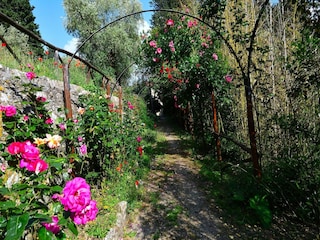 Villa San Donato in Collina Grabación al aire libre 12