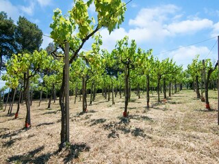 Casa de vacaciones Pesaro Grabación al aire libre 5