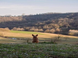 Castillo Robella Entorno 32
