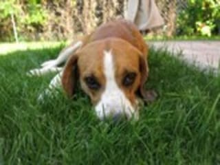 Holiday house Moncucco  43