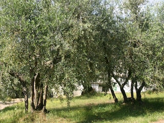 Ferienhaus San Casciano Außenaufnahme 10