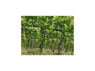 Holiday house San Casciano Environment 22