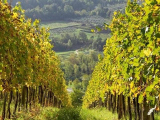 Holiday house San Casciano Environment 30