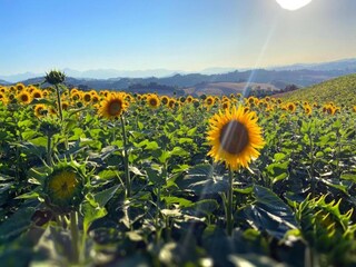 Villa Cagli Environnement 38