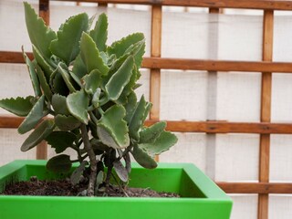 Apartment San Lorenzo (Sizilien)  36