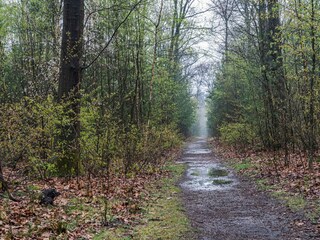 Chalet Vierhouten Omgeving 32