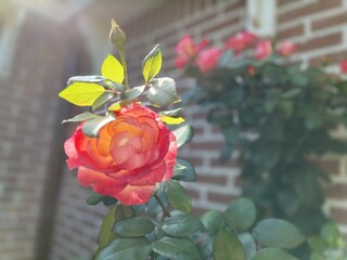 Vakantiehuis Medemblik Buitenaudio-opname 6