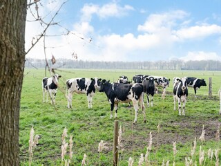 Maison de vacances Hollandscheveld Environnement 35