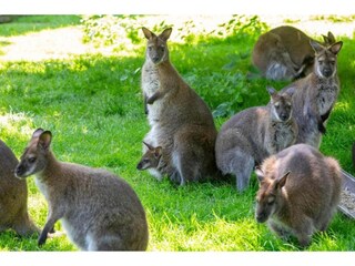 Appartement Oostkapelle Environnement 29