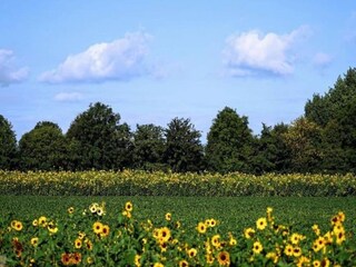 Appartamento Oostkapelle Ambiente 10