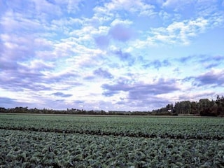 Vakantiehuis Oostkapelle Omgeving 15