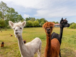 Casa de vacaciones Koudekerke  38