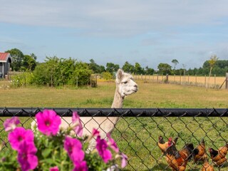 Vakantiehuis Koudekerke Buitenaudio-opname 9