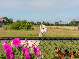 Ferienhaus Koudekerke Außenaufnahme 4