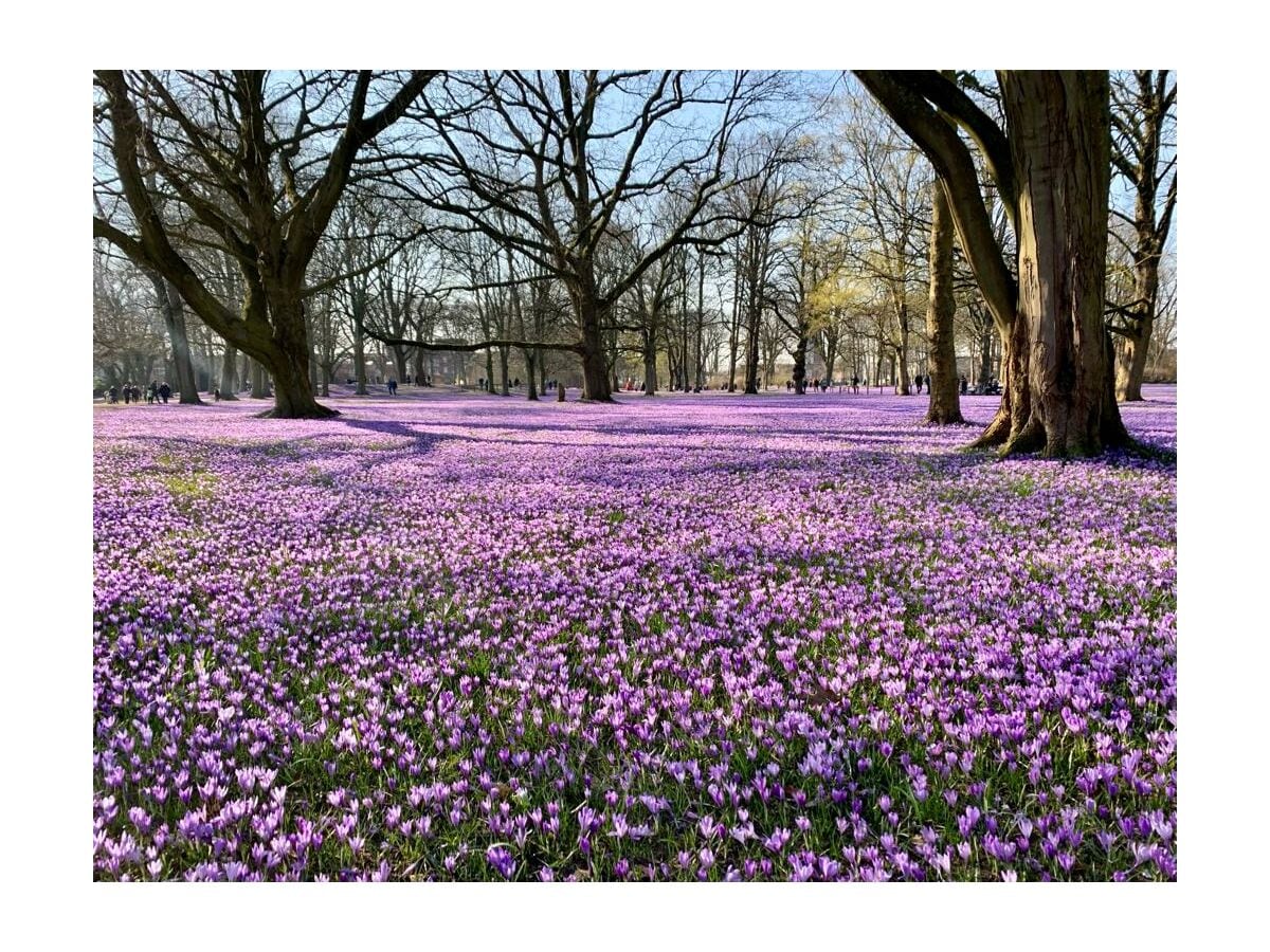 Husumer Krokusblüten