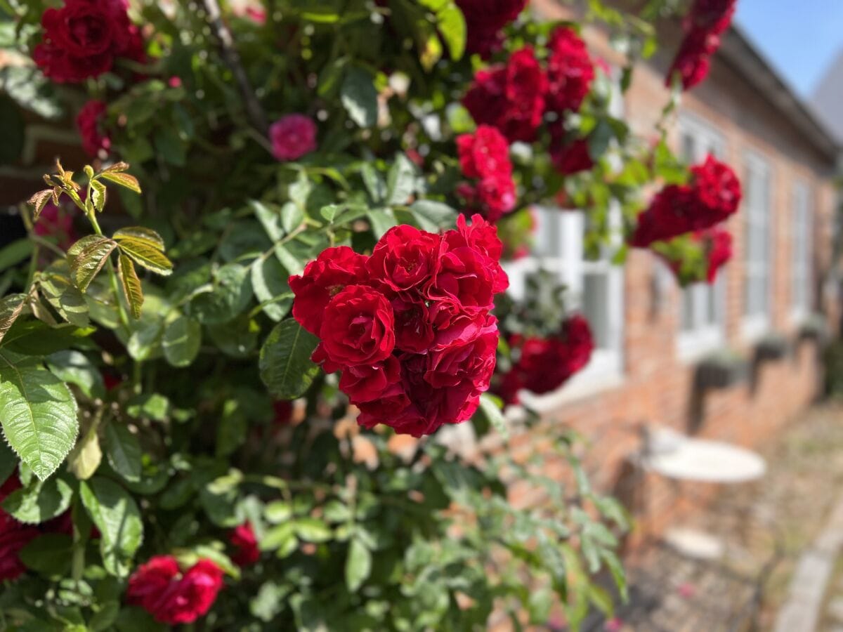 Außenansicht der Rosen