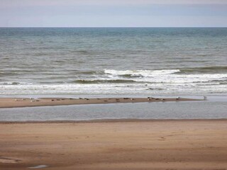 Apartment Wenduine Environment 35