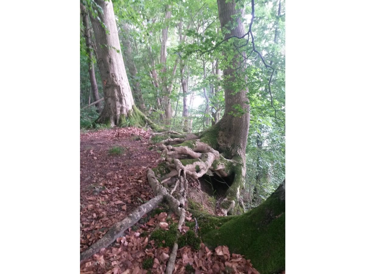 Wald am Steilufer der Eckernförder Bucht