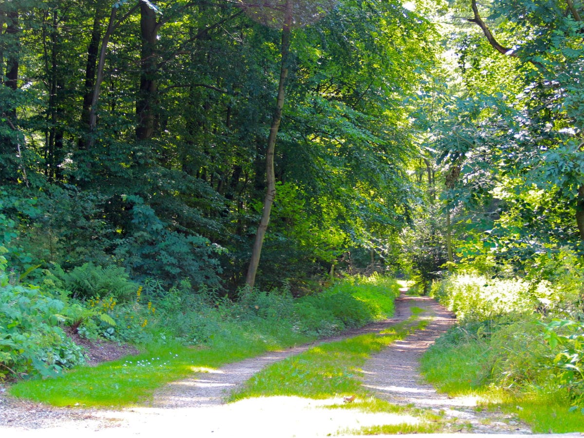 Die "Eintrittstür" in den schönen Misch-Hochwald