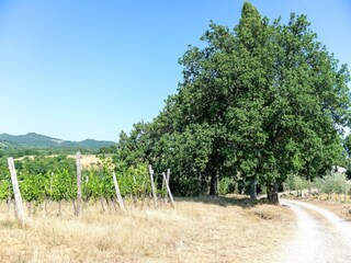 Holiday house Gaiole in Chianti Environment 33