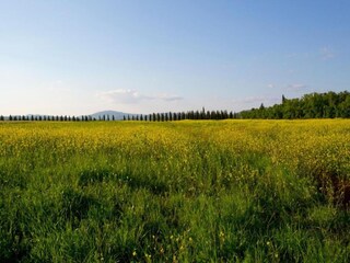 Type de propriété : Ferme Monticiano Environnement 19