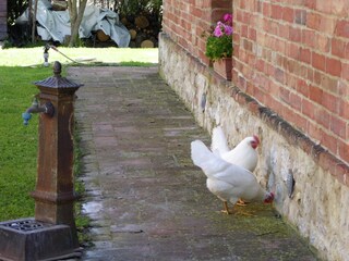 Type de propriété : Ferme Castelnuovo Berardenga  36