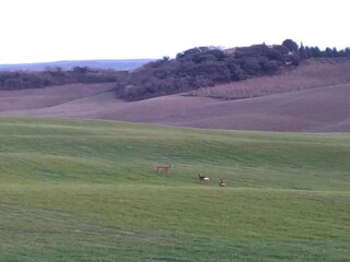 Fattoria Castelnuovo Berardenga Ambiente 34