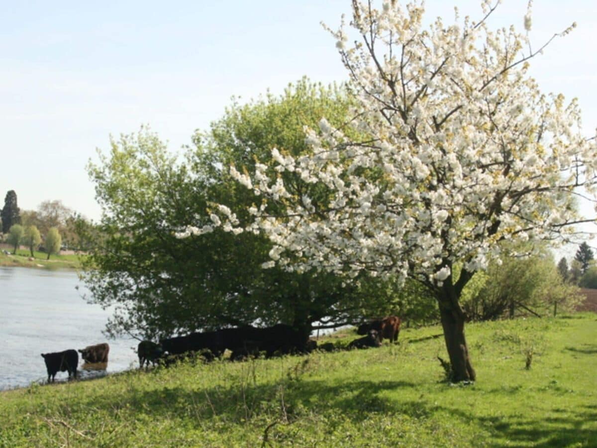 Ferienhaus Baarlo Umgebung 30