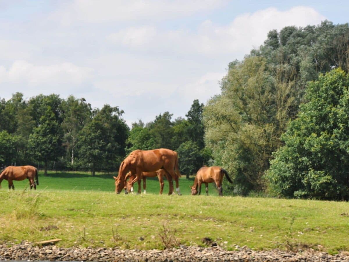 Ferienhaus Baarlo Umgebung 31